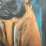 Bild 'Rhodesian Ridgeback' - Detailansicht 4