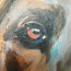 Bild 'Rhodesian Ridgeback' - Detailansicht 5